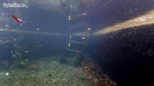 Воблер Kosadaka Зеленый китаец The Legend от Константина Кузьмина. Подводная съемка