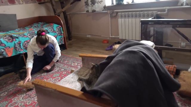 Лечим Хрюшу и первая прогулка жабят ◆ ВИДЕООТЧЕТ 24 и 26 марта 2019 смотреть онлайн