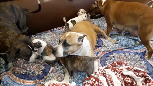 Продаются щенки амстаффа, рождены 31.03.17, питомник Ценный Приз.