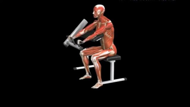 Сгибание рук на скамье Скотта в рычажном тренажере Preacher Curl Lever смотреть онлайн