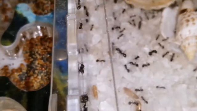 Муравьи наелись гаммаруса + Бонус смотреть онлайн