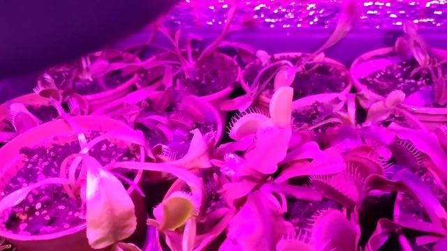 Зимовка Дионеи и Саррацений (# 3). Продолжение. смотреть онлайн