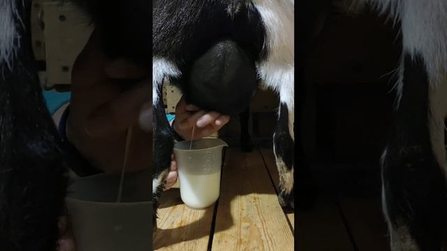 Дойка камерунской карликовой козочки! Техника дойки руками. Питомник карликовых коз Маленькое чудо. смотреть онлайн