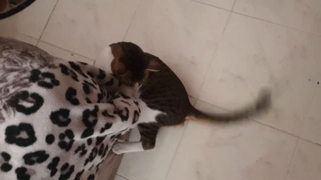 Кот дерёт кровать! смотреть онлайн