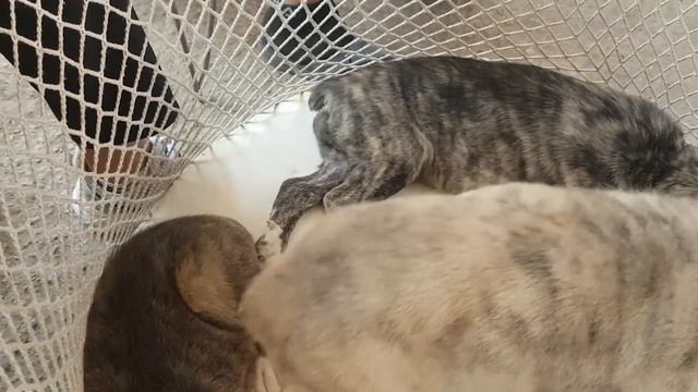 ТОШКЕНТ ИТ БОЗОРИ | ЯНГИОБОД смотреть онлайн