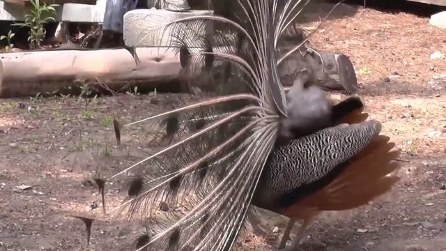 Жар птицы Алании ! смотреть онлайн