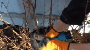 ОБРЕЗКА ЖИМОЛОСТИ. Как правильно это сделать?