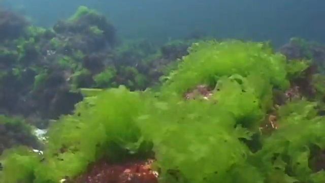 © Водоросли Чёрного моря. Ульва (Ulva lactuca) - 04 // смотреть онлайн