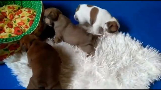 Маленькие булечки