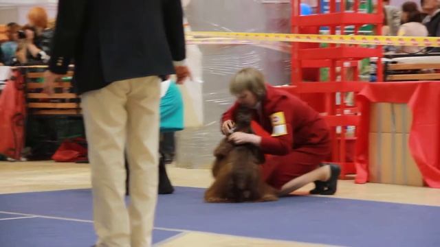 23.05.2015 Ника Омск RCACIB-SHOKOLADNAJA FANTAZIJA ELENY CHELSI BEAUTY