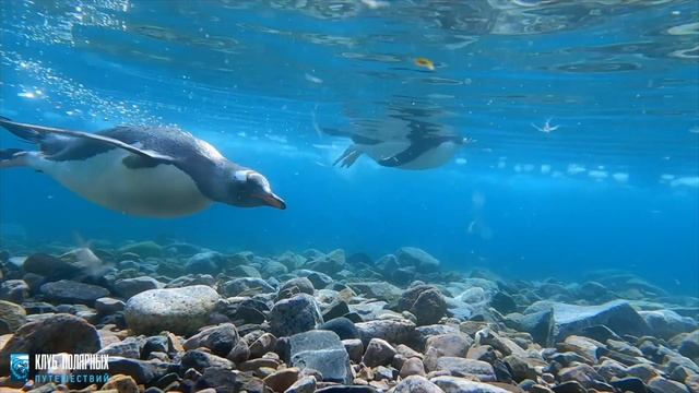 Новогодний круиз в Антарктику смотреть онлайн