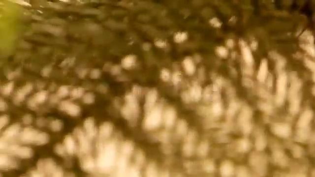 Stock Footage - Araucaria (Araucaria Heterophylla) | VideoHive смотреть онлайн