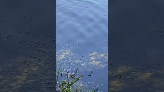 Сынуля рыбачит #рыбалка #fishing #рыбаки #удочка #улов