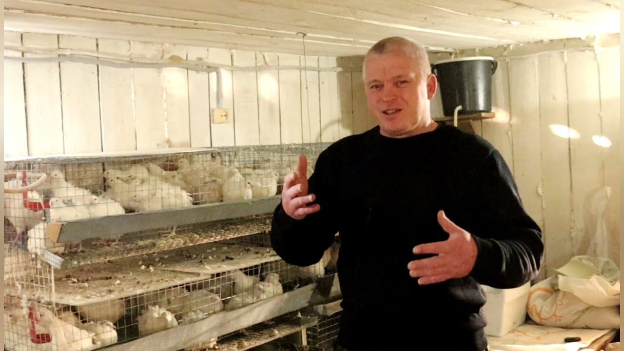 С чего начинать выращивание перепелов??? смотреть онлайн