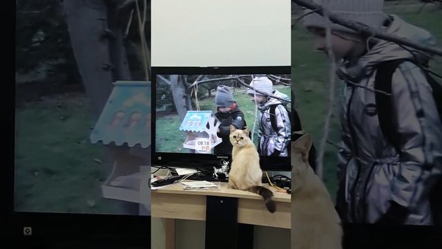 Смотреть телевизор лучше в первых рядах !!! смотреть онлайн