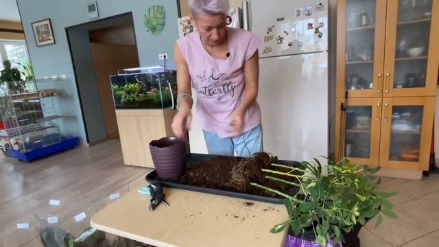 Озеленение детской комнаты - окончание порядка на 2 этаже или нет? смотреть онлайн