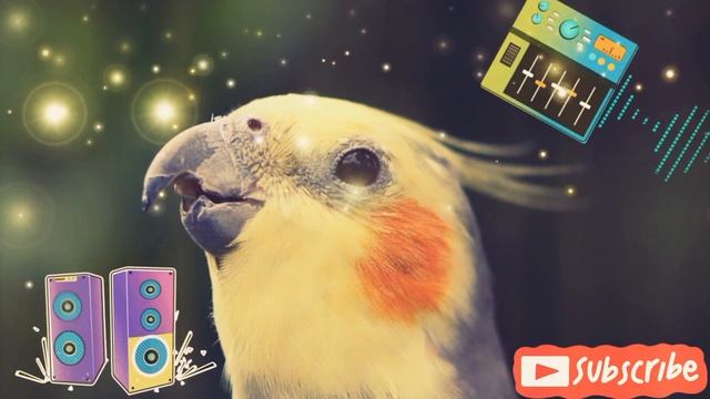 cockatiel song ?корелла учим петь ? Popularisé ??#cockatiel #parrot #корелла смотреть онлайн