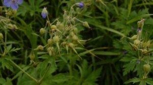 Герань луговая