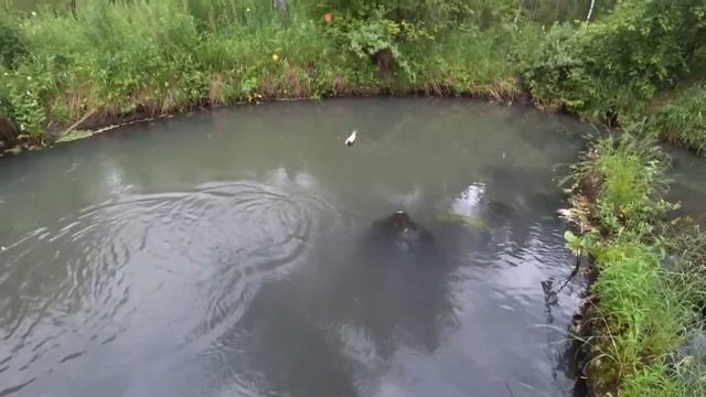 РЫБАЛКА на ХАРИУСА/ Медвежий РУЧЕЙ в ТАЙГЕ/ По Мутной Воде/ Жёлтая МУХА в Деле!!! смотреть онлайн