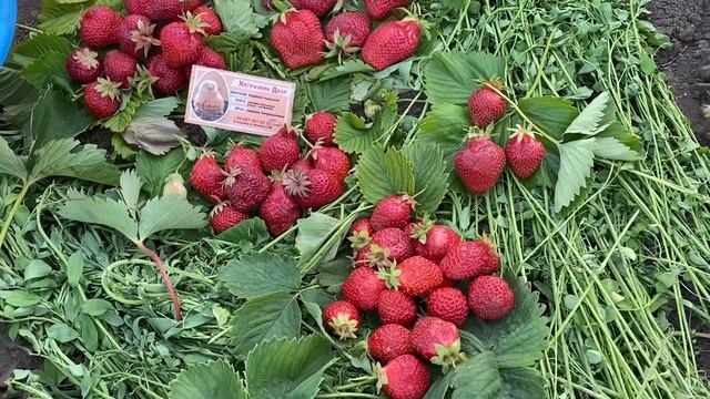 ?Клубника//Купить саженцы клубники сорт Русановка, Розана, Пегас, Королева Елизавета, Вебенил смотреть онлайн