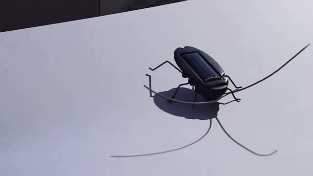 солнечный таракан смотреть онлайн