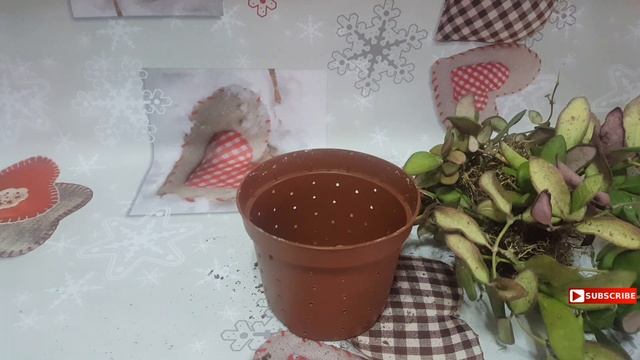 Hoya carnosa bilobata transplante ❤️ flor de cera hojas arrugadas y tallo seco como solucionar смотреть онлайн