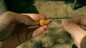 На что клюет дикий карп.