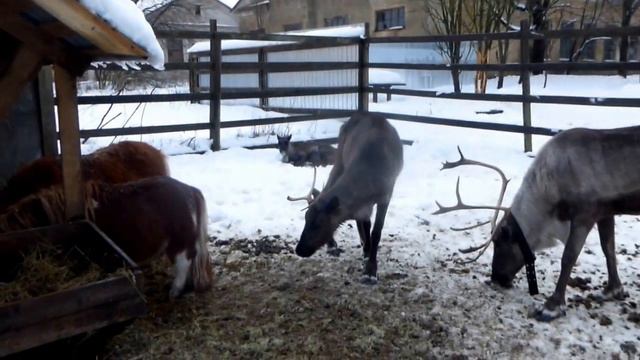 Копытные смотреть онлайн