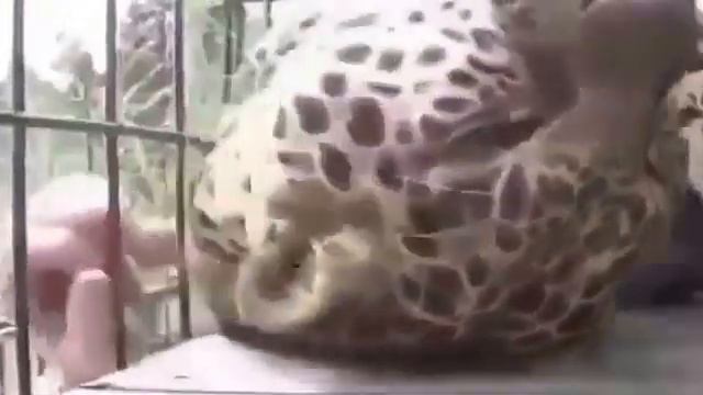 Очень ласковая кошка смотреть онлайн