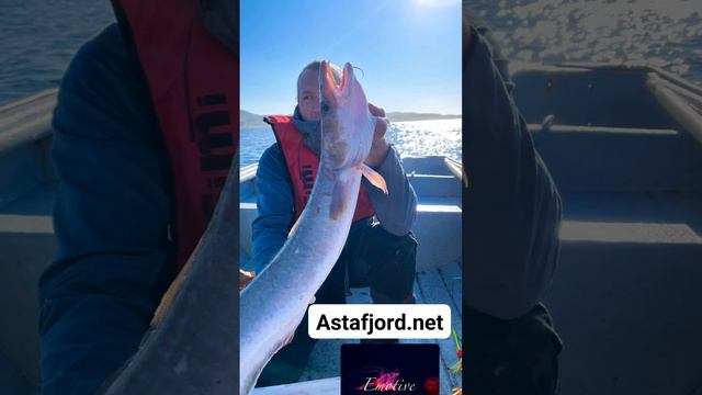 Astafjord Guide Tour - Fishing for Ling (Molva) смотреть онлайн