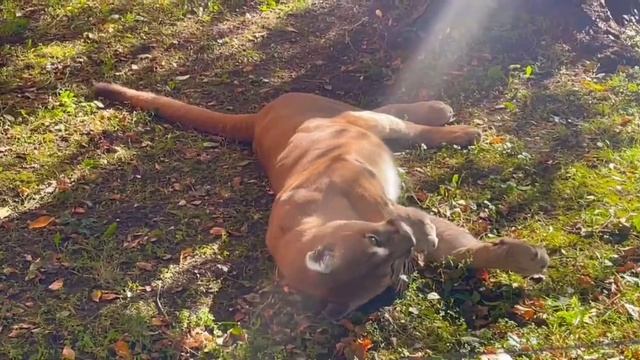 В Ростовском зоопарке живет самец канадской пумы - Кай! #ростовскийзоопарк #животные #zoo #кошки