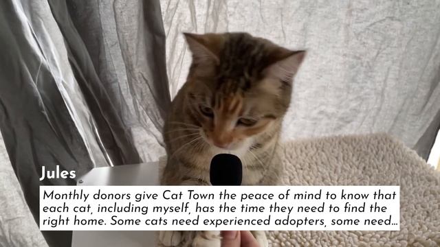 Interview with Cat Town's Cats смотреть онлайн