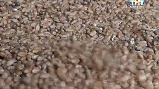 Пшеница твердых сортов может попасть в "Красную книгу" смотреть онлайн