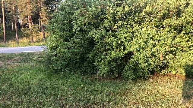 Загон кошки Сони домой с улицы. Norwegian forest cats. смотреть онлайн