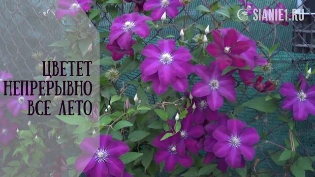 Клематисы для начинающих смотреть онлайн