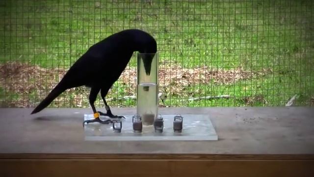 Интеллект ворон поразил ученых Causal understanding of water displacement by a crow смотреть онлайн