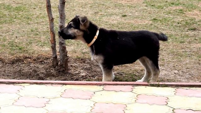 Слон и моська)) 3 мес и 3 года- сравнение понты)) смотреть онлайн
