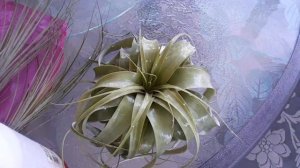 New Jumbo Tillandsia  Airplants🍃Watering when they arrive