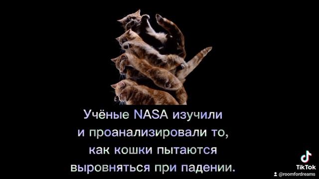 Котики спасут мир. Кошки и космос. Как коты помогли астронавтам.
