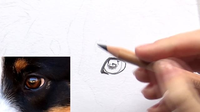 How To Draw A REALISTIC Dog Eye In Colored Pencil