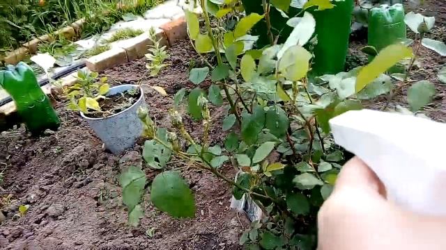 На розах завелись тля и гусеницы, обработаем розы смотреть онлайн