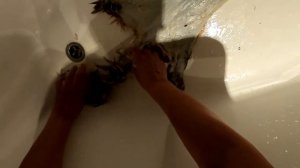 Выделка шкуры лисы