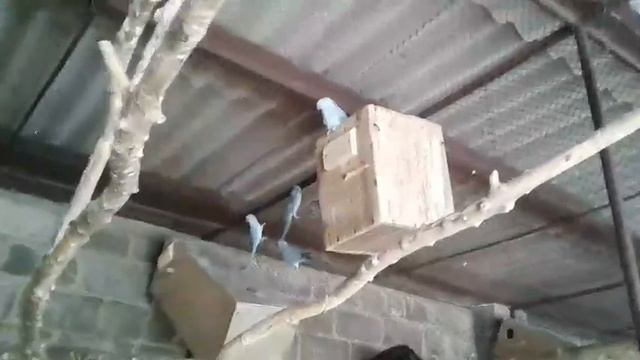 Вольер с синими ожереловыми попугаями. Зимнее содержание в вольерах. смотреть онлайн