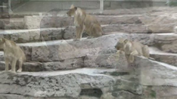 Зоопарк Барселоны (Parque Zoológico de Barcelona)