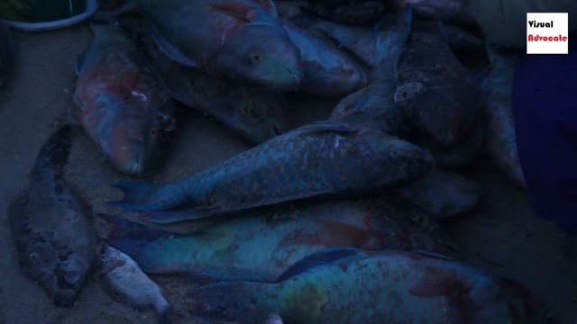 The Morning Sketch of Thebouk Seik Local Fish Market смотреть онлайн