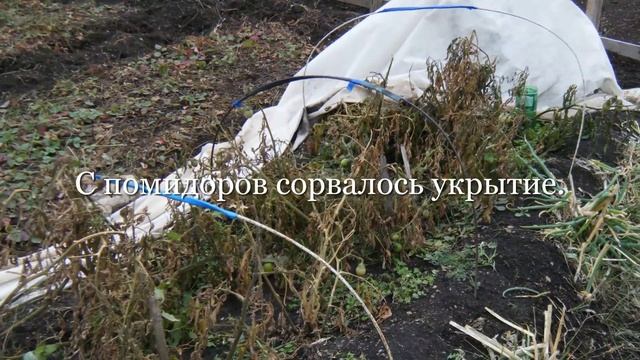 Дачные грядки мои. 45 серия. Укрытие винограда на зиму. Пересадка кактусов. смотреть онлайн