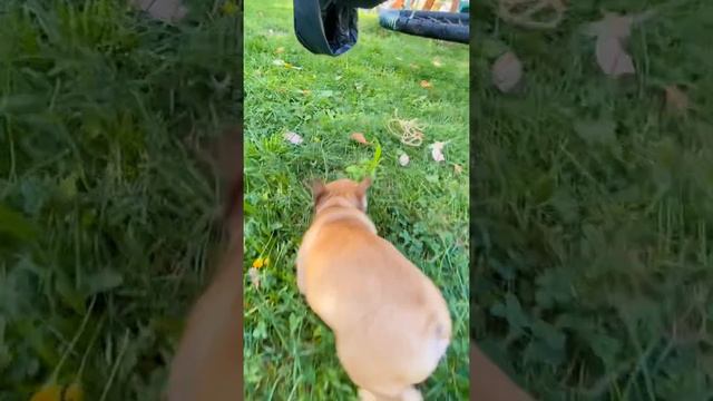 Щенки французского бульдога «Бриллиант Елизаветы» смотреть онлайн