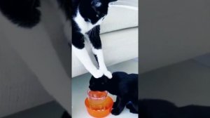 Прикол с котами