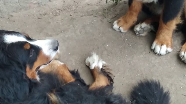 Берняшки в Сибири. смотреть онлайн