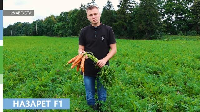 Обзор новинок сортов и гибридов моркови Bejo Zaden (Бейо Заден)